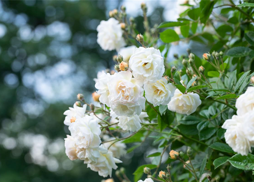 Kletterrose 'Madame Alfred Carrière'