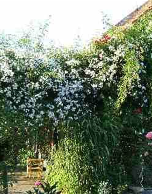 Kletterrose 'Paul's Himalayan Musk Rambler'