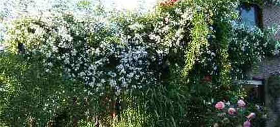 Kletterrose 'Paul's Himalayan Musk Rambler'