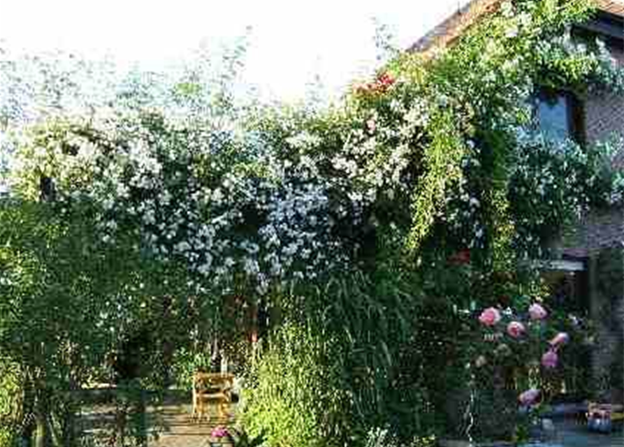 Kletterrose 'Paul's Himalayan Musk Rambler'