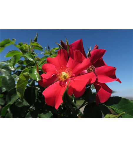 Kleinstrauchrose 'Alexander von Humboldt'®(s)