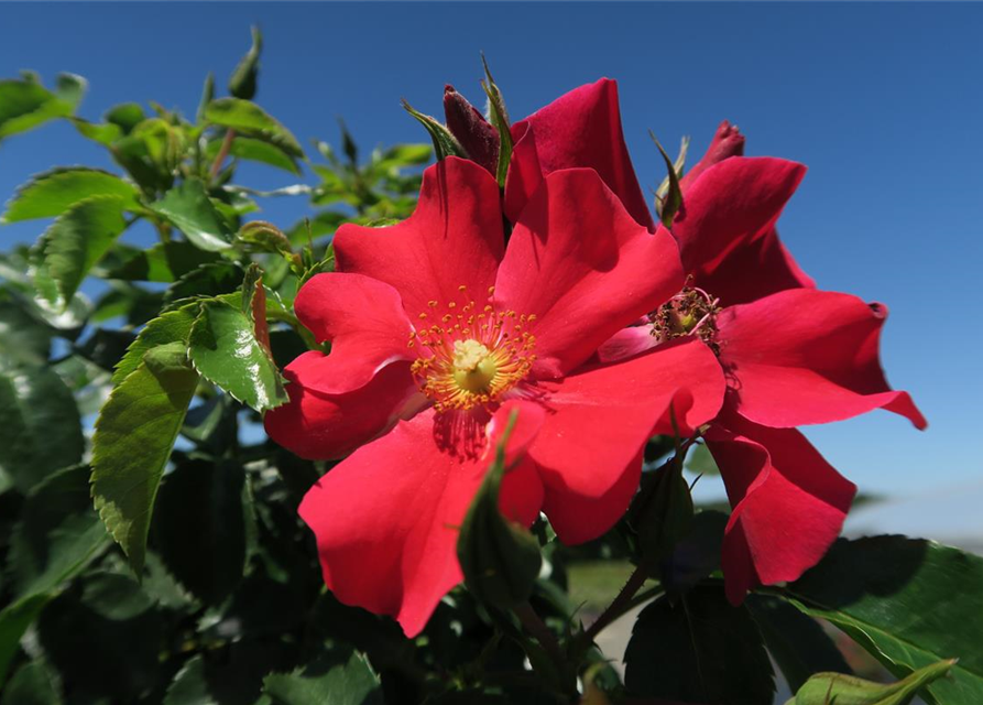 Kleinstrauchrose 'Alexander von Humboldt'®(s)