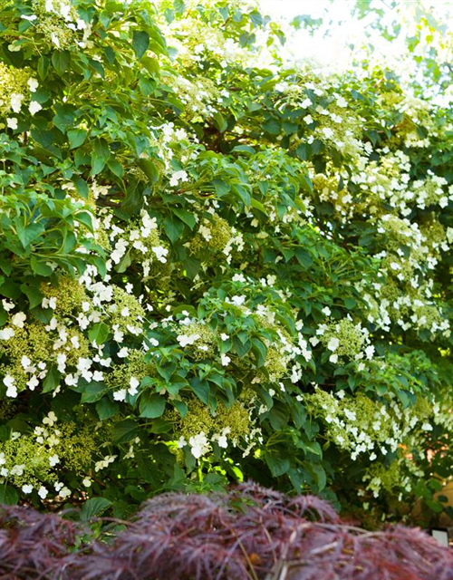 Hydrangea petiolaris