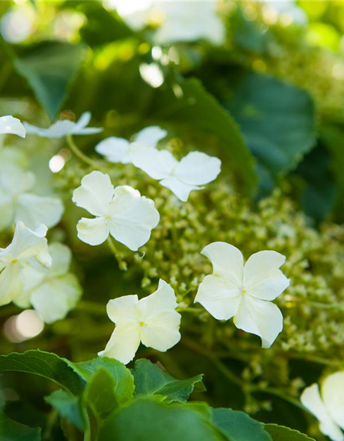 Hydrangea petiolaris