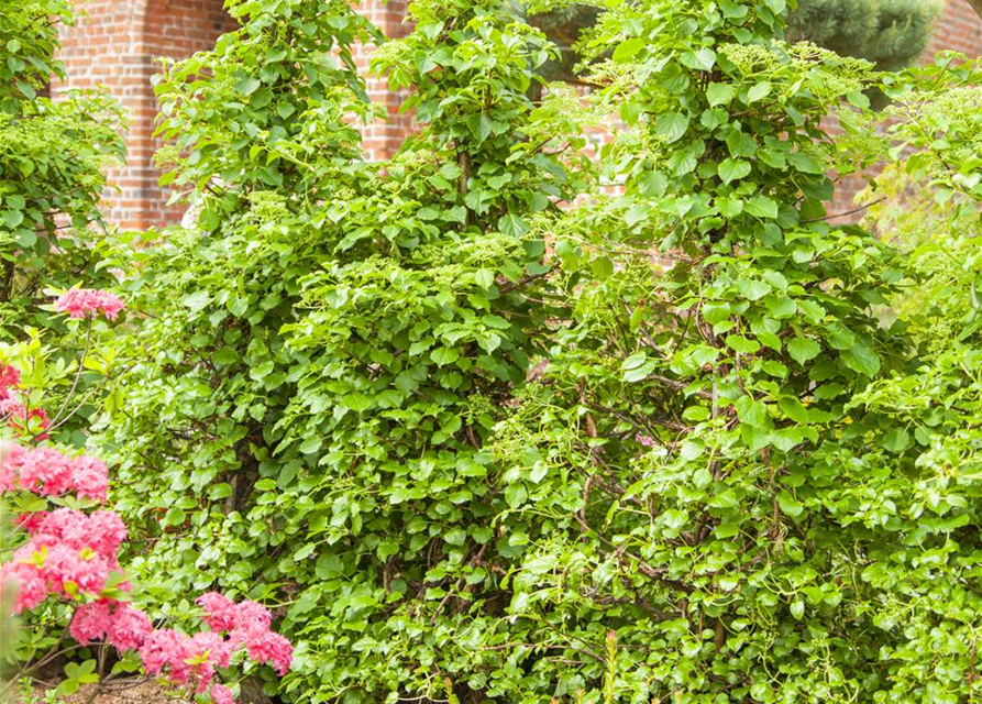 Hydrangea petiolaris