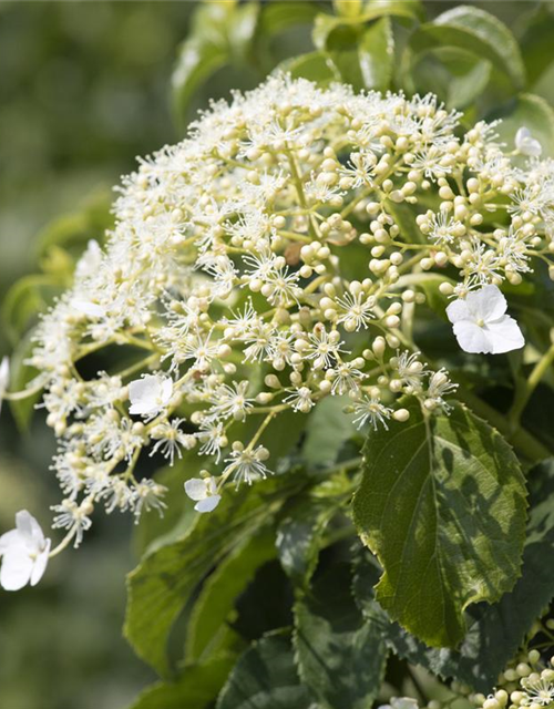 Hydrangea petiolaris