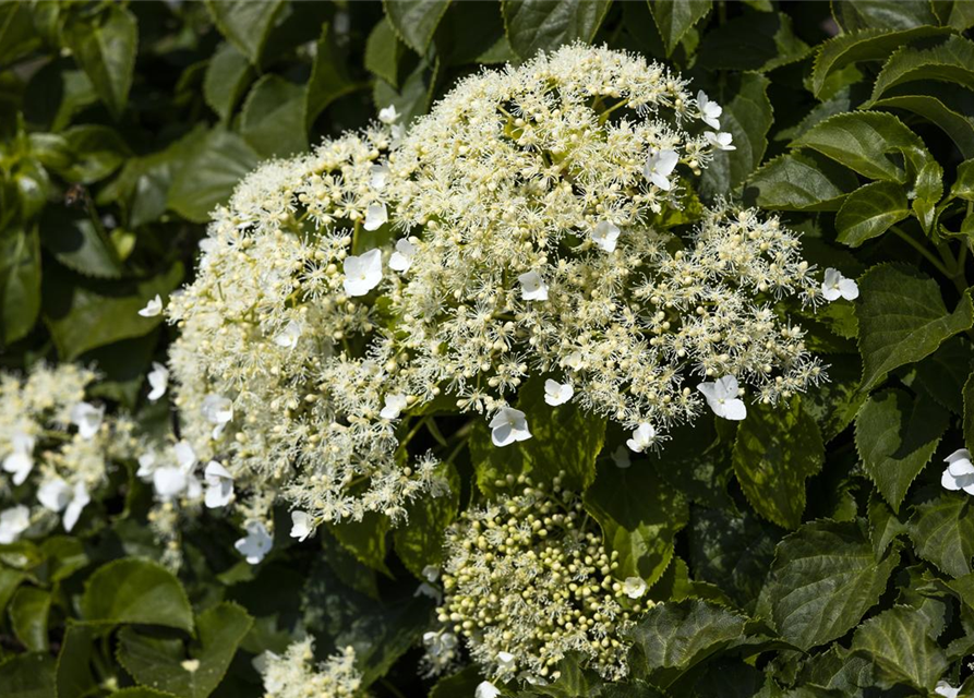 Hydrangea petiolaris