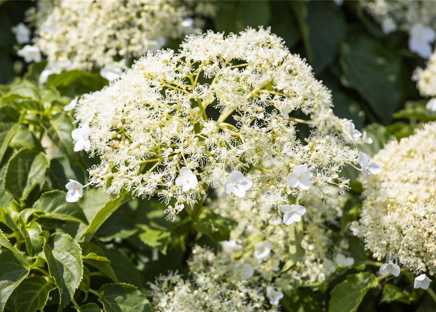 Hydrangea petiolaris