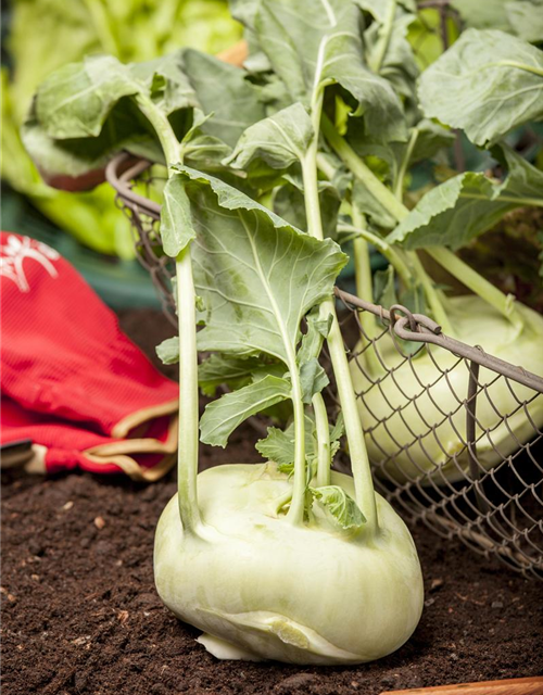 Kohlrabi 'Weißer Delikateß'