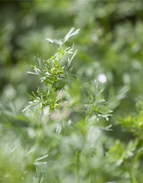 Koriandersamen 'Cilantro'