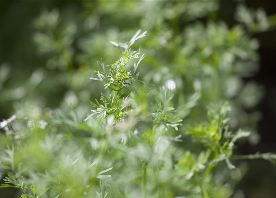 Koriandersamen 'Cilantro'