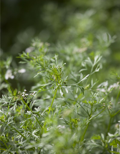 Koriandersamen 'Cilantro'