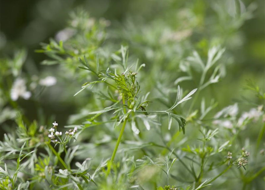 Koriandersamen 'Cilantro'