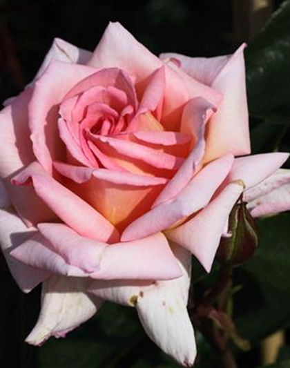 Kletterrose 'Compassion'®