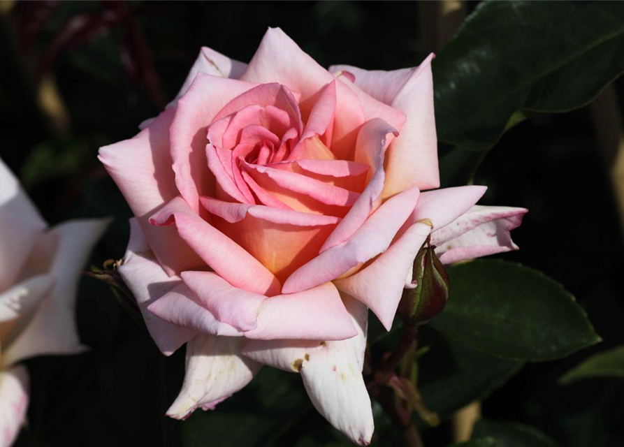 Kletterrose 'Compassion'®