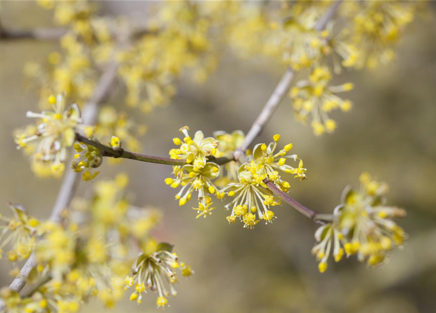 Kornelkirsche Polar Fruits® 'Cornel Berry'