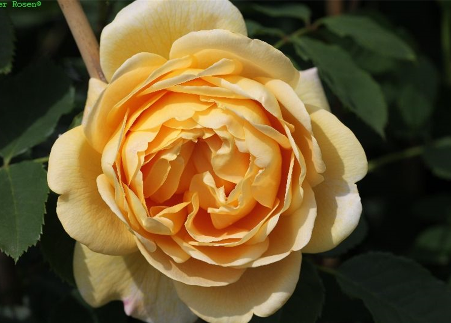 Kletterrose 'Golden Gate'®