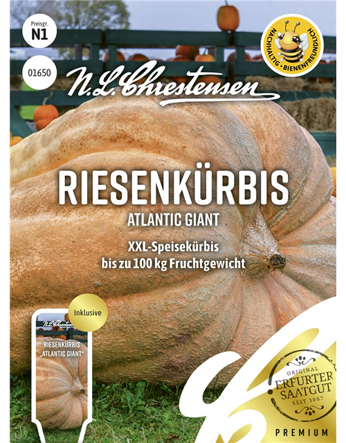 Kürbissamen 'Atlantic Giant'