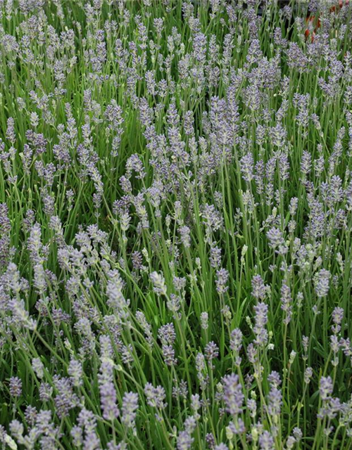 Lavandula angustifolia 'Munstead'