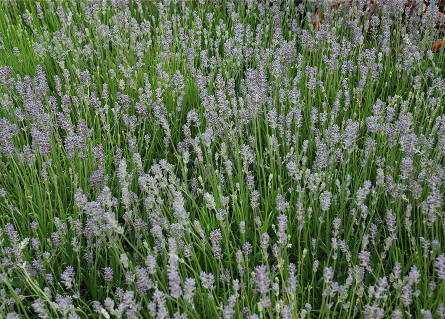 Lavandula angustifolia 'Munstead'