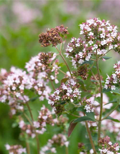 Majoransamen 'Marcelka'