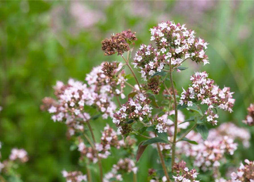 Majoransamen 'Marcelka'