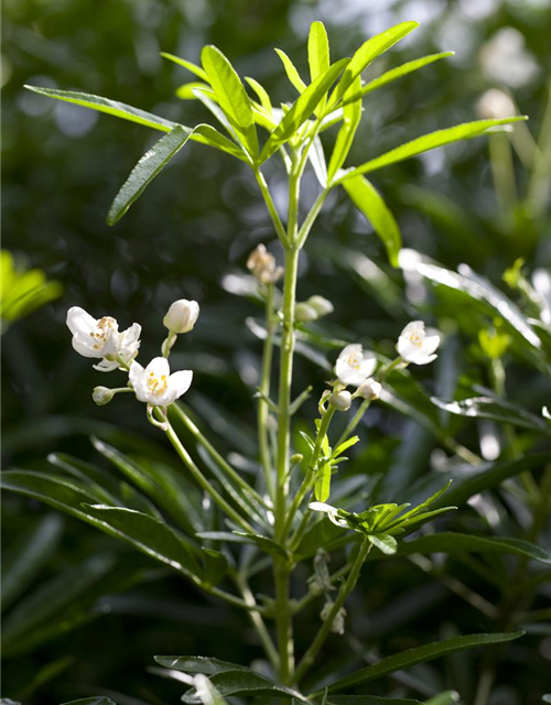 Choisya ternata 'White Dazzler'