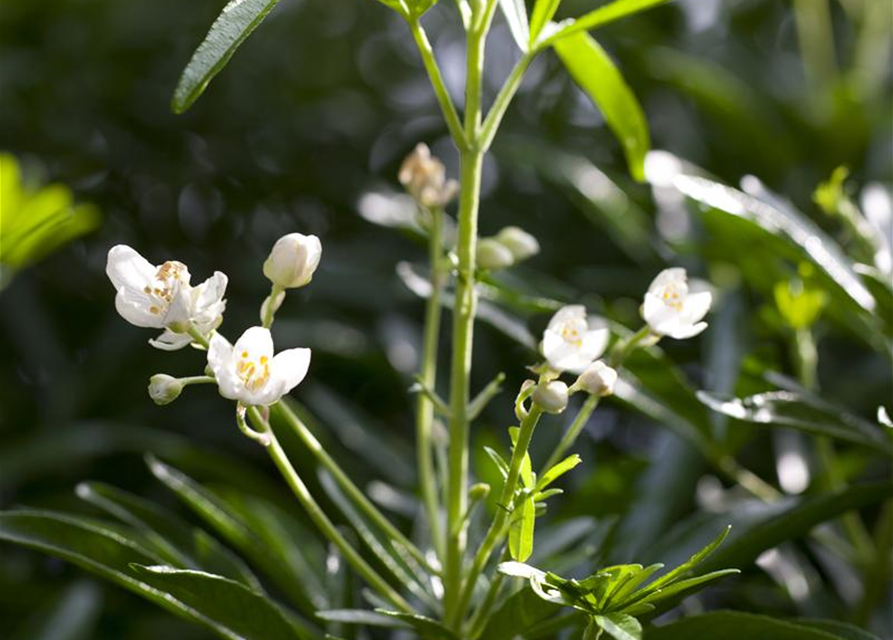 Choisya ternata 'White Dazzler'