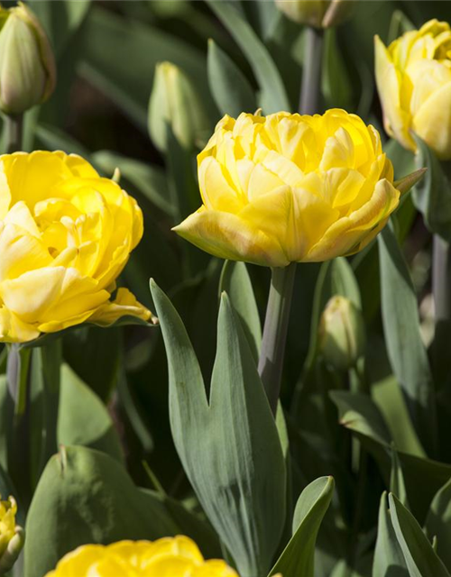 Paeonienblütige Tulpen