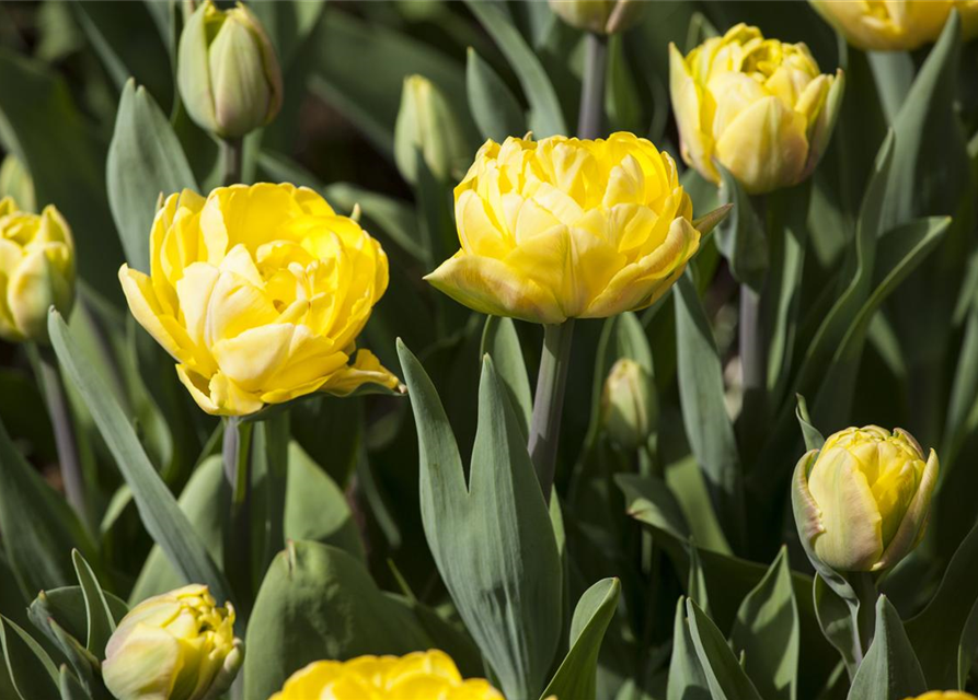 Paeonienblütige Tulpen