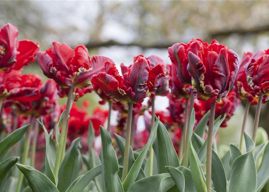 Papageien Tulpe 'Roccoco'