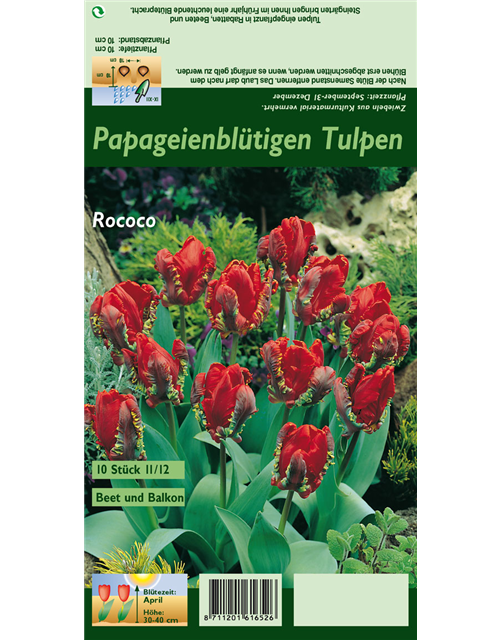 Papageien Tulpe 'Roccoco'