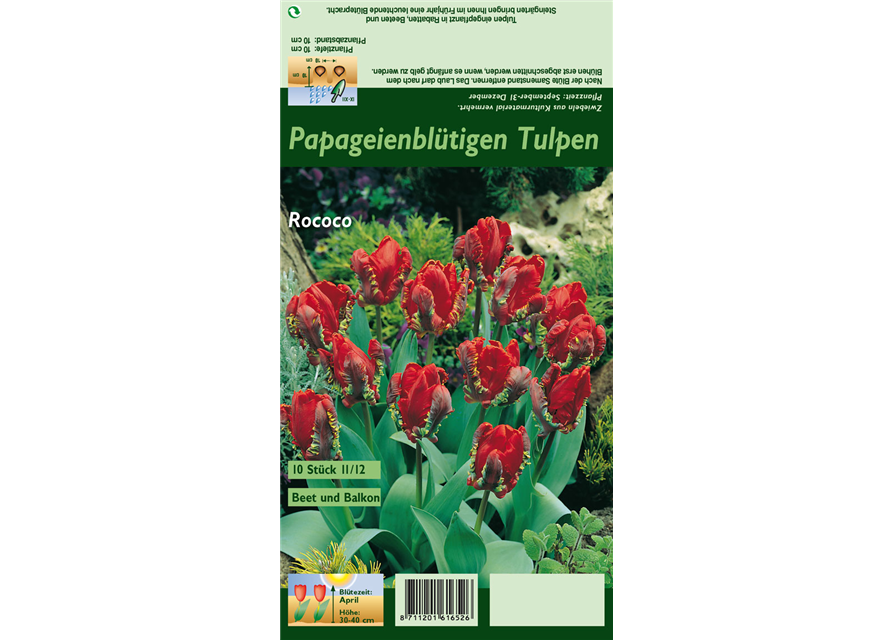 Papageien Tulpe 'Roccoco'