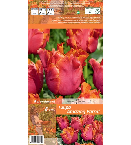 Papageien-Tulpe 'Amazing Parrot'