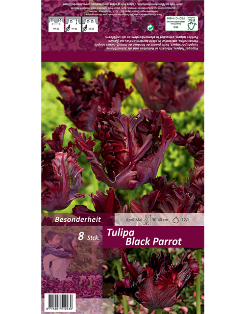 Papageien-Tulpe 'Black Parrot'