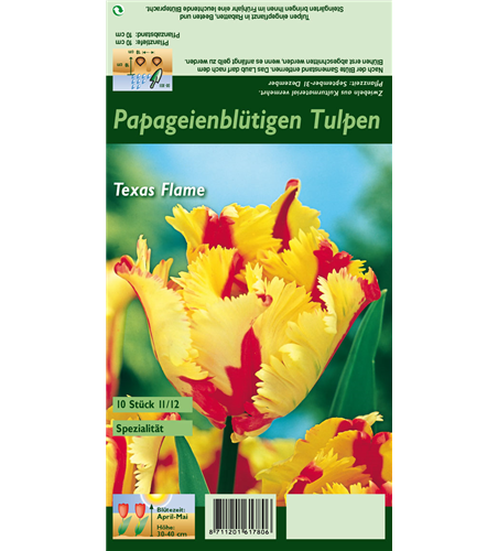 Papageien-Tulpe 'Texas Flame'