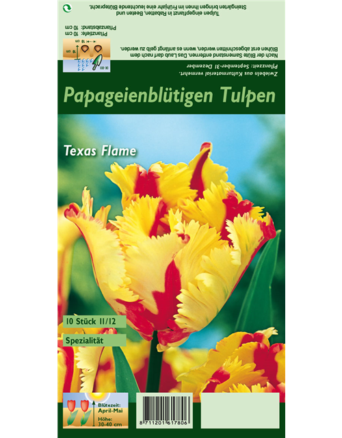 Papageien-Tulpe 'Texas Flame'