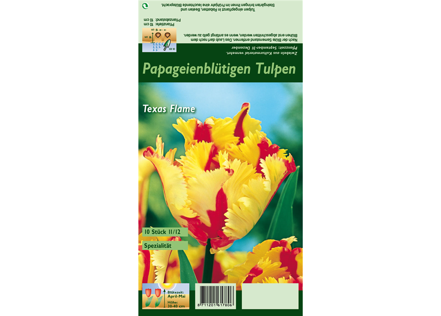 Papageien-Tulpe 'Texas Flame'