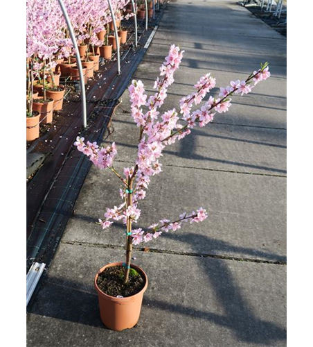 Pfirsich 'Ice Peach'®