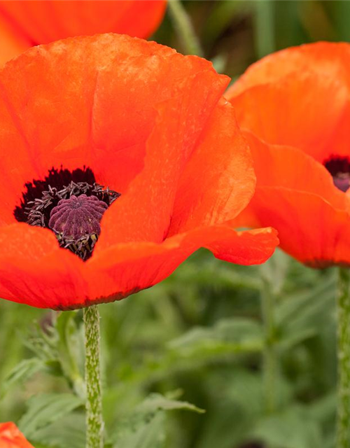 Orientalischer Mohn-Samen