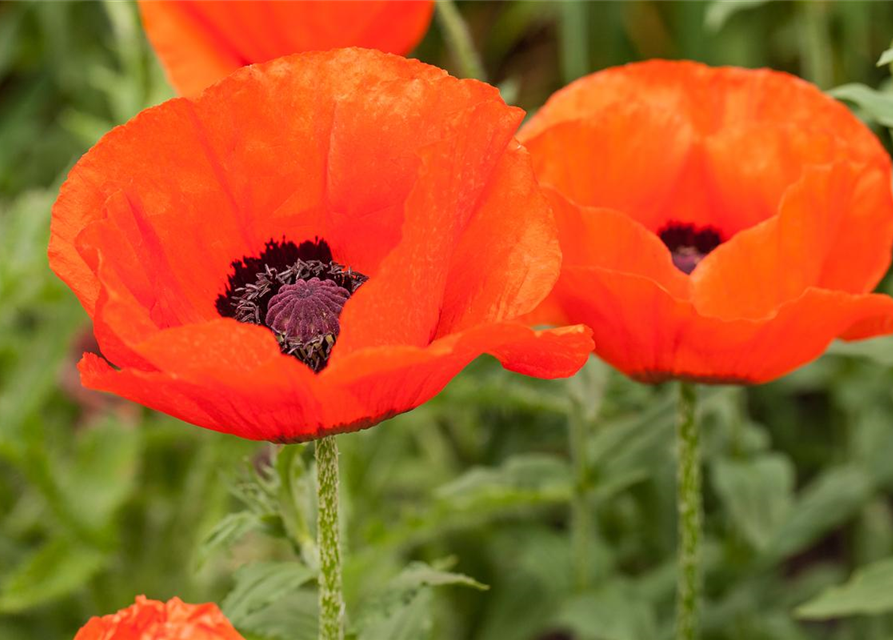 Orientalischer Mohn-Samen