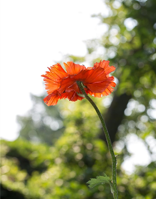 Orientalischer Mohn-Samen