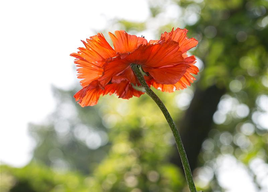 Orientalischer Mohn-Samen