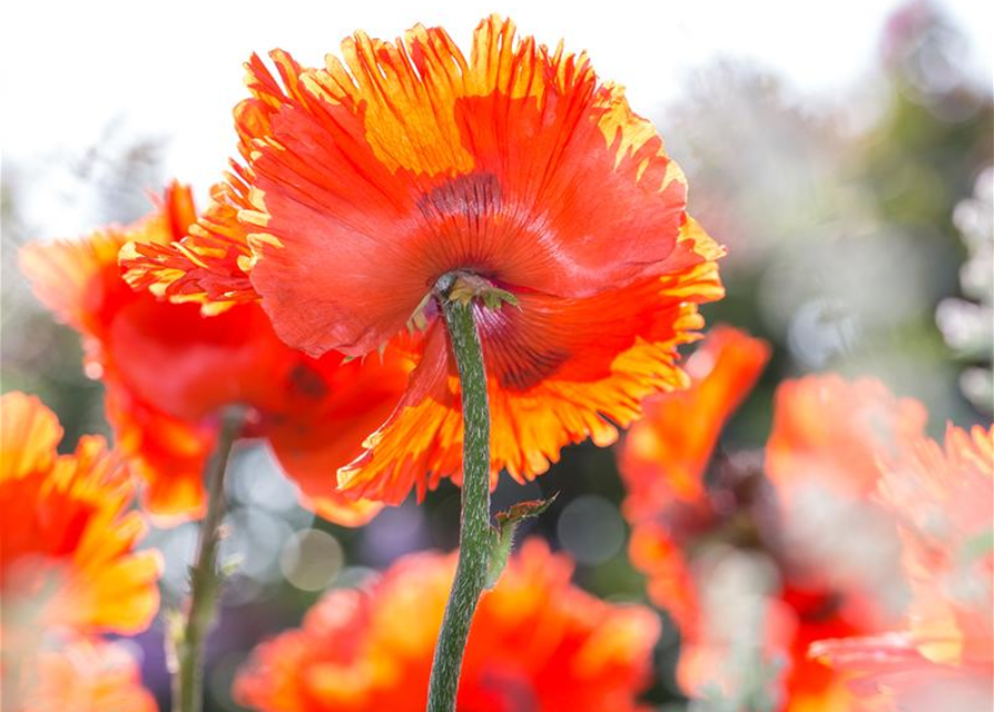 Orientalischer Mohn-Samen