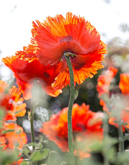 Orientalischer Mohn-Samen