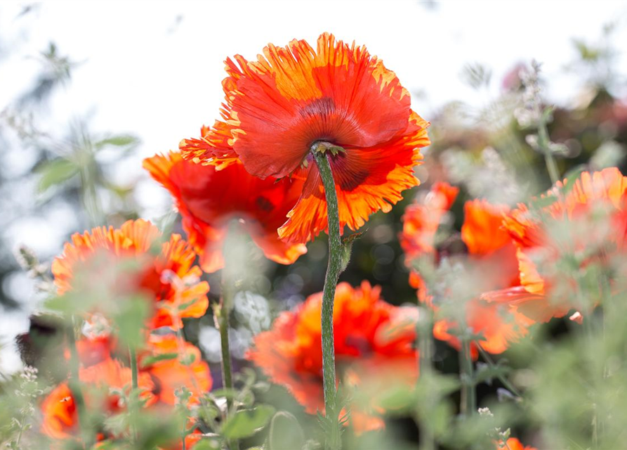 Orientalischer Mohn-Samen