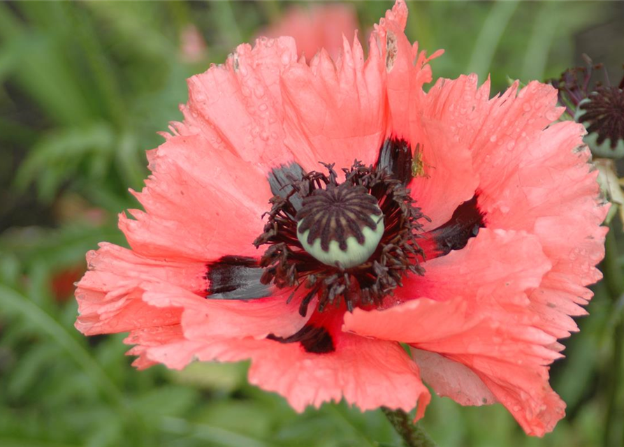 Orientalischer Mohn-Samen