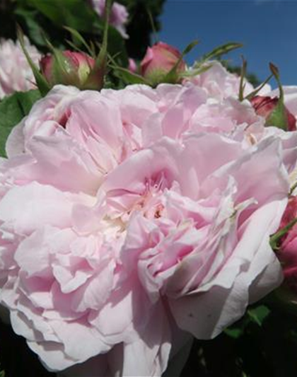 Parkrose 'Jacques Cartier'