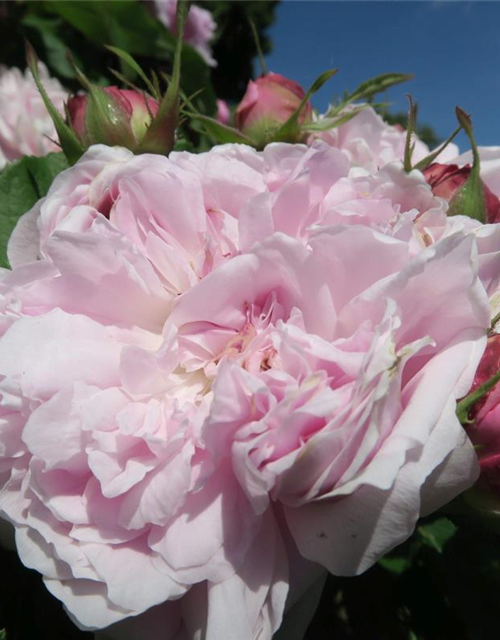 Parkrose 'Jacques Cartier'