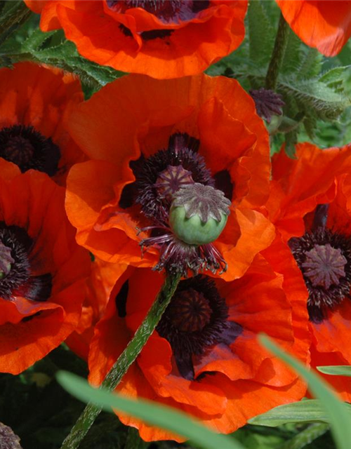 Orientalischer Mohn-Samen 'Brillant'